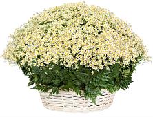 Цветочная композиция из Ромашки в корзине #REPLACE_PRED# Тереке